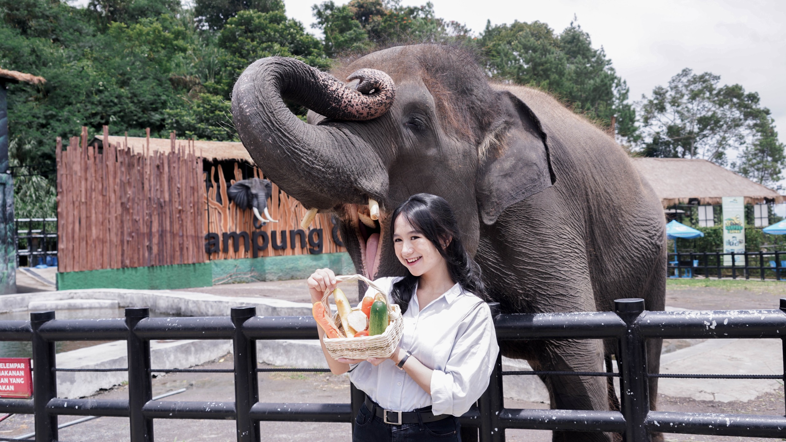 Ngasih-Makan-Gajah-di-Lembang-Park-Zoo
